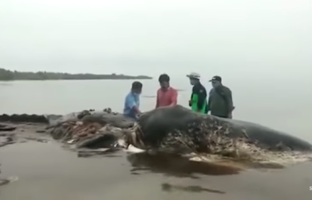 הלווייתן שנפלט אל החוף. בטנו הכילה 1,000 חתיכות פלסטיק.
צילום מתוך youtube